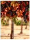 Grape Vine Tours