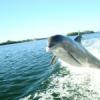 Siesta Key Fishing Charters