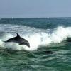 Dolphin Water Tours