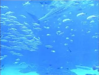 Atlanta webcam - Georgia Aquarium webcam, Georgia, Fulton County