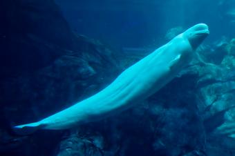 Atlanta webcam - Georgia Aquarium Beluga Whales webcam, Georgia, Fulton County