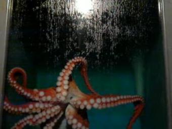 Newport webcam - Hatfield Marine Science Center giant octopus webcam, Rhode Island, Newport County