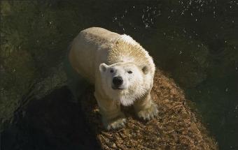 San Diego webcam - Polar Bears webcam, California, California
