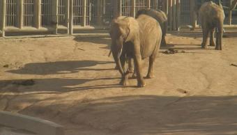San Diego webcam - San Diego Zoo Elephants webcam, California, California