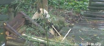 Ya'an webcam - Shenbin the panda bear, Ya'an webcam, Sichuan, Sichuan