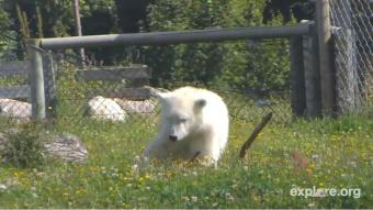 Kolind webcam - Siku polar bear, Kolind webcam, Region Midtjylland, Syddjurs municipality