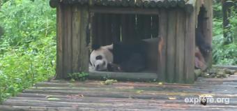 Ya'an webcam - Tai Shan the panda bear, Ya'an webcam, Sichuan, Sichuan