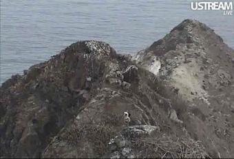 Two Harbors webcam - Two Harbors Bald Eagle Nest, Santa Catalina Island webcam, California, Santa Catalina Island