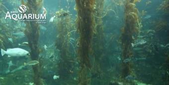 La Jolla webcam - Birch Aquarium Kelp webcam, California, San Diego