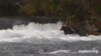 Katmai National Park webcam - The Riffles - Brown Bear and Salmon webcam, Alaska, Kenai Peninsula