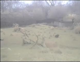 Washington webcam - National Zoo Cheetah, Washington webcam, North Carolina, Beaufort County