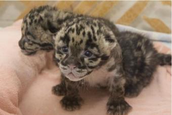 Washington webcam - National Zoo Clouded Leopard Cubs, Washington webcam, North Carolina, Beaufort County