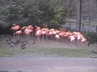 Washington webcam - National Zoo Pink Flamingos, Washington webcam, North Carolina, Beaufort County