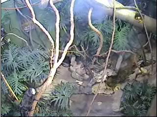Washington webcam - National Zoo Golden Lion Tamarins, Washington webcam, North Carolina, Beaufort County