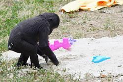 Washington webcam - National Zoo Gorilla webcam, North Carolina, Beaufort County