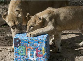 Washington webcam - National Zoo Lion Cubs webcam, North Carolina, Beaufort County