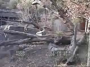 Washington webcam - National Zoo Red Pandas webcam, North Carolina, Beaufort County