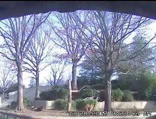 Washington webcam - National Zoo Sumatran tigers webcam, North Carolina, Beaufort County