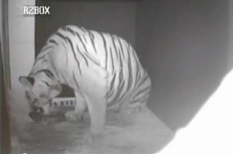 Palm Beach webcam - Palm Beach Zoo Malayan Tigers webcam, Florida, Palm Beach County