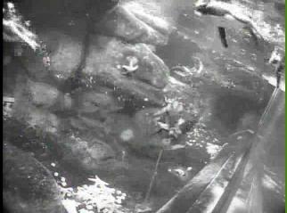 San Francisco webcam - California Academy of Sciences Underwater Penguins webcam, California, California