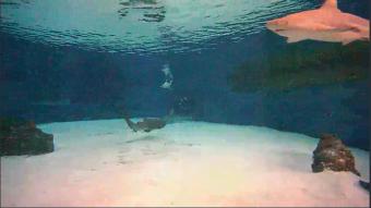 Long Beach webcam - Long Beach Aquarium Shark Lagoon webcam, California, Los Angeles County