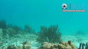 Grand Cayman webcam - Grand Cayman Reef webcam, Grand Cayman, Grand Cayman