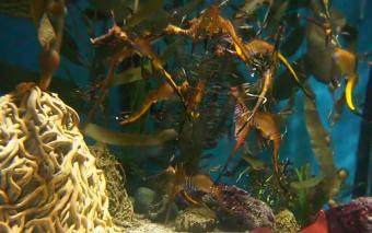 Long Beach webcam - Weedy Sea Dragons webcam, California, Los Angeles County