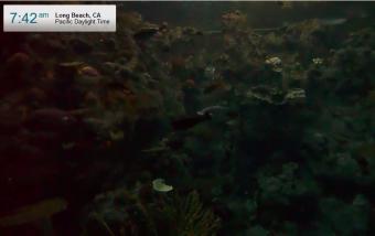 Long Beach webcam - Tropical Reef webcam, California, Los Angeles County