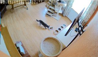 Riga webcam - Maine Coons and Norwegian Forest Cats webcam, Riga, Riga
