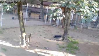 Riga webcam - Animal Shelter Ulubele Dogs   webcam, Riga, Riga