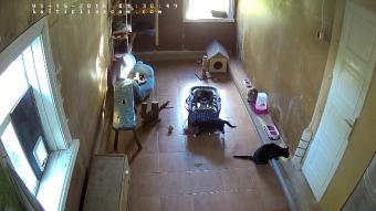 Daugavpils webcam - Otra Maja Shelter Cats webcam, Latvia Regions, Daugavpils