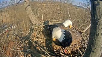 Hanover webcam - Hanover, Pennsylvania - Live POV Eagle Nest webcam, Pennsylvania, York County