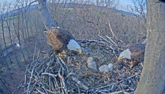 Hanover webcam - Hanover Bald Eagle Nest webcam, Pennsylvania, York County