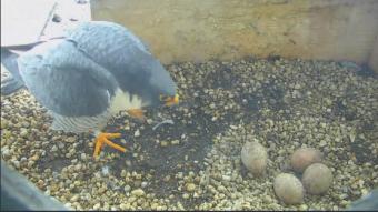 Harrisburg webcam - Falcon nest box, ledge and perch webcam, Pennsylvania, Dauphin County