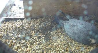Harrisburg webcam - Peregrine Falcon Nest Box webcam, Pennsylvania, Dauphin County
