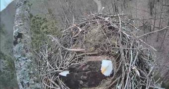 Traverse City webcam - Traverse City Bald Eagle Nest webcam, Michigan, Grand Traverse County