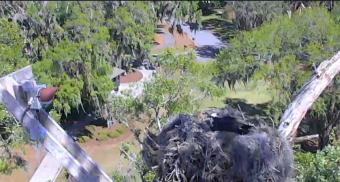 Savannah webcam - Skidaway Osprey Nest webcam, Georgia, Chatham County