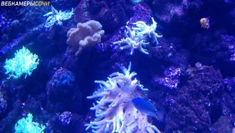 Sochi webcam - Sochi Discovery World Aquarium Coral Reefs webcam, Krasnodar Krai, Krasnodar Krai