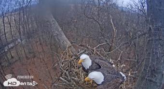 Hanover webcam - Hanover Bald Eagles Nest webcam, Pennsylvania, York County