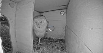 Ramona webcam - Southern California Barn Owl Box webcam, California, San Diego