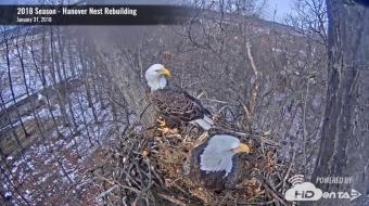 Hanover webcam - Hanover Eagles Nest Rebuilding webcam, Pennsylvania, York County