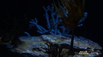 La Jolla webcam - Birch Aquarium Seadragons webcam, California, San Diego