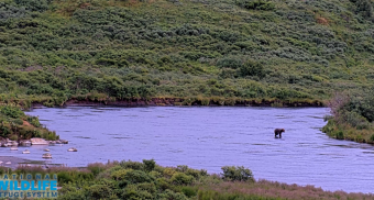 Kodiak webcam - Kodiak Alaska Brown Bears webcam, Alaska, Kodiak Island Borough