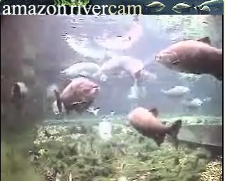 Washington D.C. webcam - Smithsonian National Zoological Park Amazonia - Washington D.C. webcam, Washington, Washington