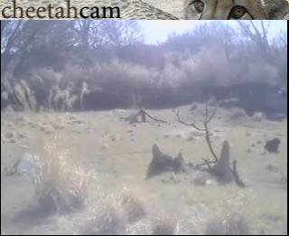Washington D.C. webcam - Smithsonian National Zoological Park Cheetah - Washington D.C. webcam, Washington, Washington