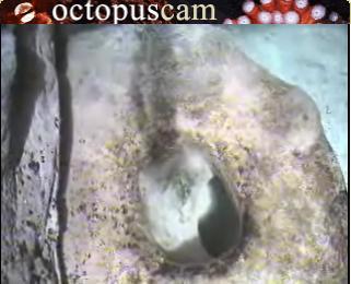 Washington D.C. webcam - Smithsonian National Zoological Park Octopus - Washington D.C. webcam, Washington, Washington