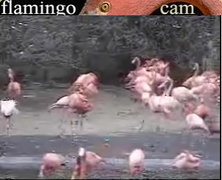 Washington D.C. webcam - Smithsonian National Zoological Park Flamingoes - Washington D.C. webcam, Washington, Washington