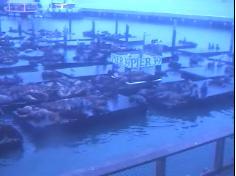 San Francisco webcam - Pier 39 Sea Lions webcam, California, California