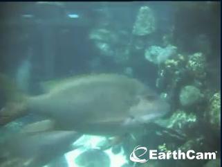 Boston webcam - New England Aquarium webcam, Massachusetts, New England