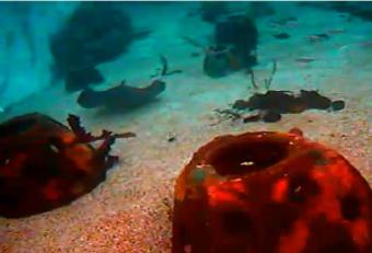 Sarasota webcam - Mote Marine Shark Tank webcam, Florida, Sarasota County
